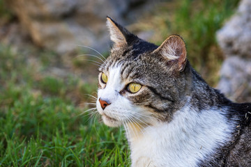 Naklejka na ściany i meble Domestic Cat - Felis silvestris catus or Felis catus