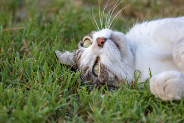Domestic Cat - Felis silvestris catus or Felis catus