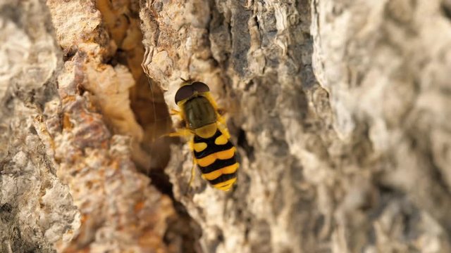 Yellow-black hoverfly close-up