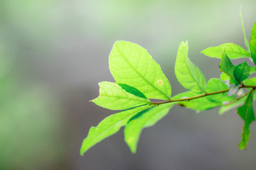 Closeup nature view of green leaf. Natural green plants landscape using as a background or wallpaper(There is water on the leaves, beautiful in nature)