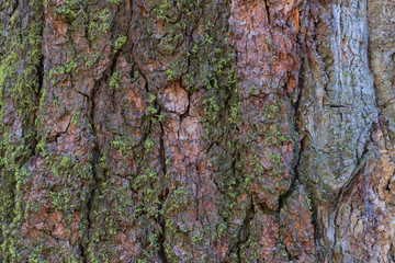 Moss Grows on Sequoia Bark