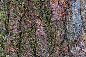 Moss Grows on Sequoia Bark