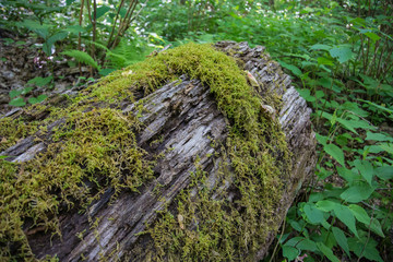 Moss Grows on Log