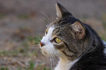 Obraz premium Domestic Cat - Felis silvestris catus or Felis catus