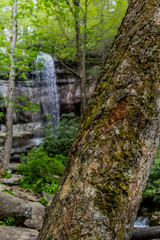 Moss Covered Tree with Rainbow Falls in Background