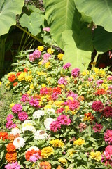 Fototapeta na wymiar flower garden
