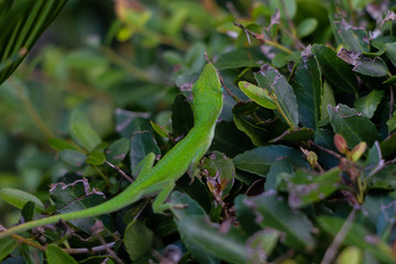 Green Anole on Boxwood