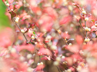 pink grass flower in pastel soft color in blurred for background
