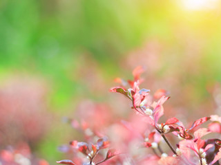 pink grass flower in pastel soft color in blurred for background