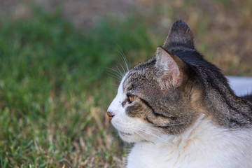 Domestic Cat - Felis silvestris catus or Felis catus
