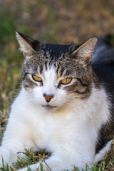 Domestic Cat - Felis silvestris catus or Felis catus