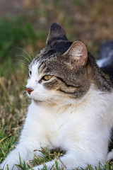 Domestic Cat - Felis silvestris catus or Felis catus