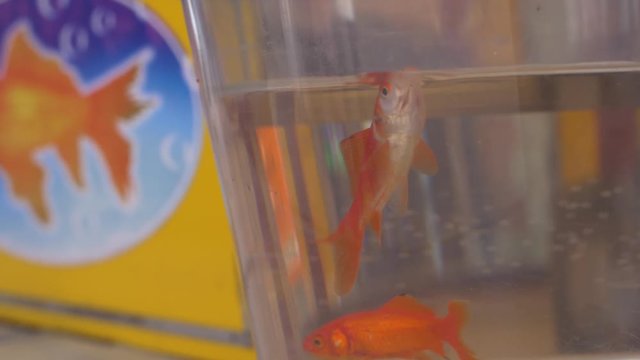 Fish Slow Motion Gobling Bubbles