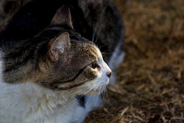 Domestic Cat - Felis silvestris catus or Felis catus