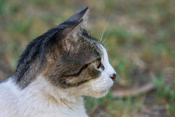 Domestic Cat - Felis silvestris catus or Felis catus