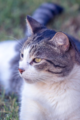 Domestic Cat - Felis silvestris catus or Felis catus