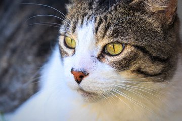 Domestic Cat - Felis silvestris catus or Felis catus