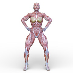 Fototapeta premium 人体模型(女性)
