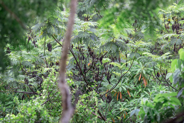 Closeup nature view of green leaf. Natural green plants landscape using as a background or wallpaper(There is water on the leaves, beautiful in nature)