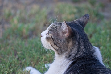 Domestic Cat - Felis silvestris catus or Felis catus