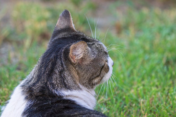 Domestic Cat - Felis silvestris catus or Felis catus