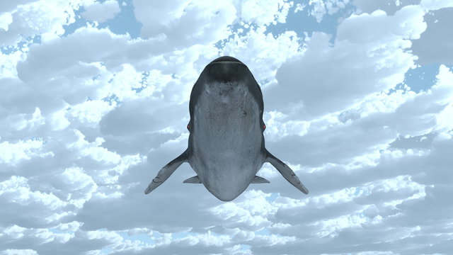 クジラ のストック写真 ロイヤリティフリーの画像 ベクター およびビデオ Adobe Stock