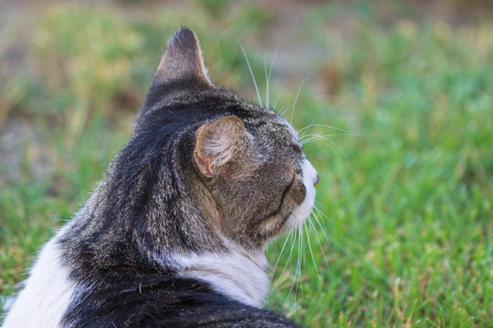 Domestic Cat - Felis silvestris catus or Felis catus