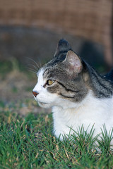 Domestic Cat - Felis silvestris catus or Felis catus