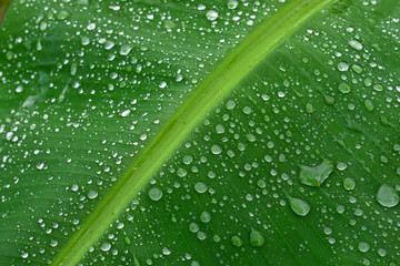 Rain drops on green banana leaves.