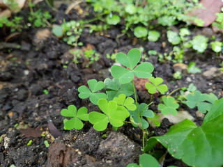 Clover on the ground