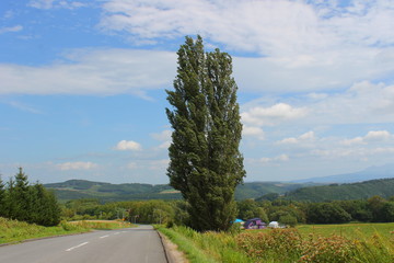 ケンとメリーの木