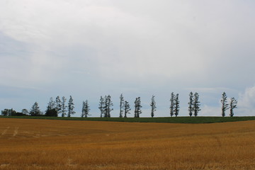 マイルドセブンの丘