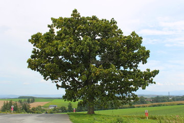 セブンスターの木