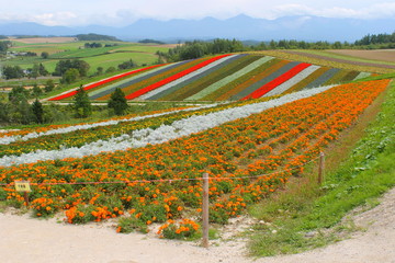 北海道の花畑