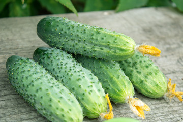 Freshly harvested pickling cucumbers on rustic dark wood from above.