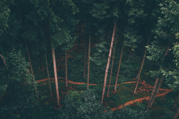 Fototapeta premium Spazieren im Wald, Waldweg im Tannenwald dunkelgrün, Nationalpark Harz, 