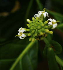 Fototapeta premium Flor de noni
