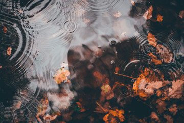 Herbstblätter in der Pfütze Regenzeit im Herbstwald spazieren
