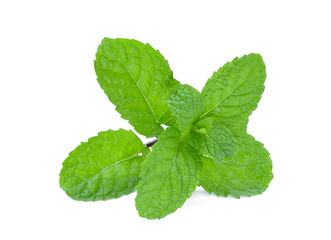 fresh green mint leaf isolated on white background
