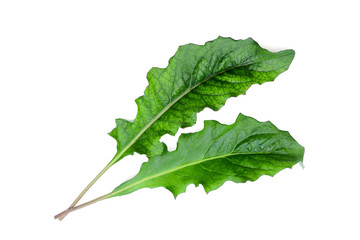 gerbera green leaf isolated on white background - obrazy, fototapety, plakaty