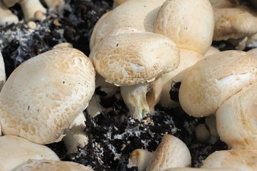 white mushroom