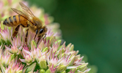 Golden and Tan Hues on a Honey Bee Foraging on Flowers