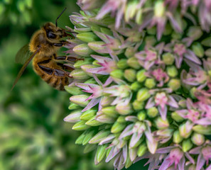 Golden and Tan Hues on a Honey Bee Foraging on Flowers