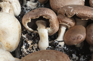 brown mushroom