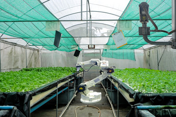 Hydroponics vegetable garden on smart greenhouse that installed industry robotic for worked and harvesting, and also installed a CCTV camera for keep data and prevent theft, Smart farming 4.0 concept