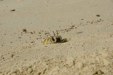 Horn-eyed ghost crab, Ocypode cerathopthalma.