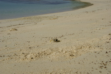 Horn-eyed ghost crab, Ocypode cerathopthalma.