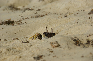 Horn-eyed ghost crab, Ocypode cerathopthalma.