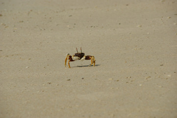 Horn-eyed ghost crab, Ocypode cerathopthalma.