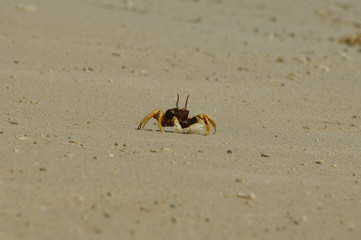 Horn-eyed ghost crab, Ocypode cerathopthalma.